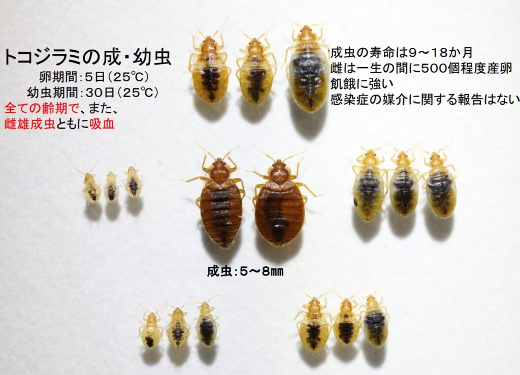 トコジラミ
成虫と幼虫のサイクルについて解説画像