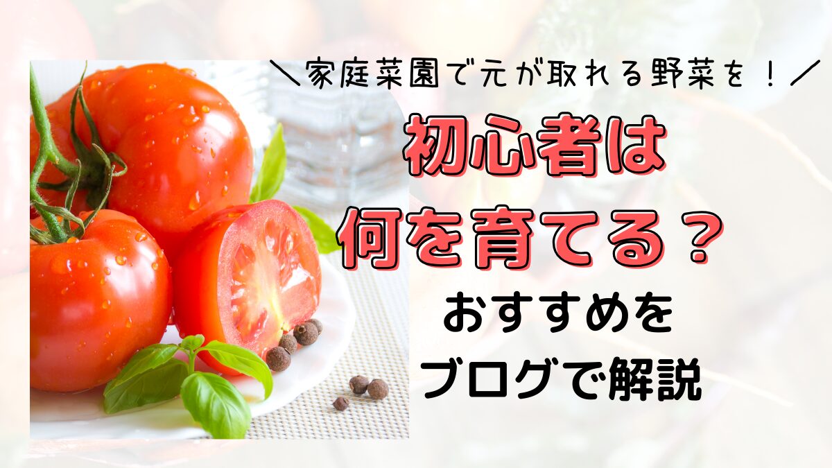 家庭菜園で元が取れる野菜を！初心者は何を育てる？おすすめをブログで解説【コスパ最強は？】