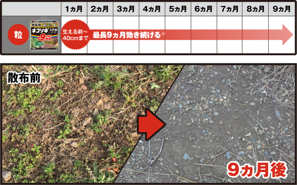 ネコソギトップWの持続について。
生える前～４０ｃｍまでの雑草については、最長９か月効き続ける