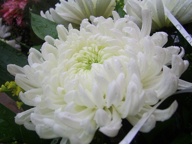 白い菊の画像